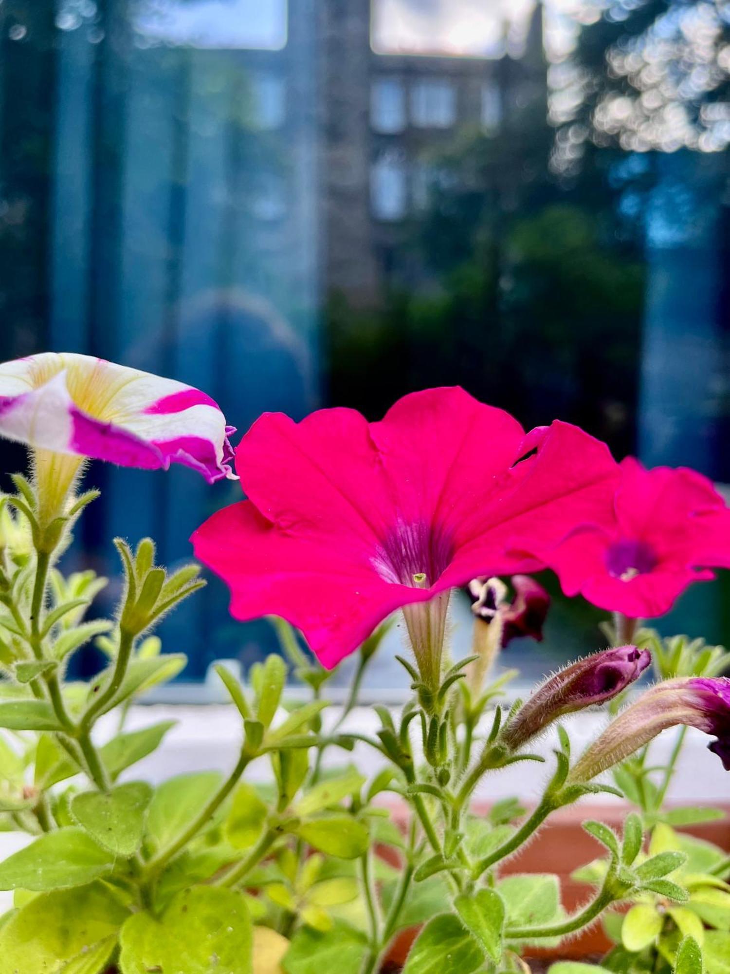 Garden Flat Edimburgo Exterior foto